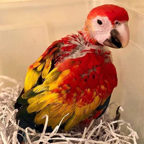 Just started plucking as I am unable to give the time he deserves due to work hours. . Parrot for sale near me